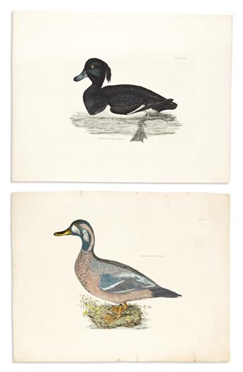 (BIRDS.) Prideaux John Selby. Group of 13 hand-colored etched and engraved plates from Illustrations of British Ornithology.